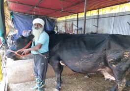 HP News: डेयरी व्यवसाय ने बदली विजय कुमार की किस्मत! 20 पशुओं की डेयरी से प्रतिमाह कमा रहे 1.10 लाख