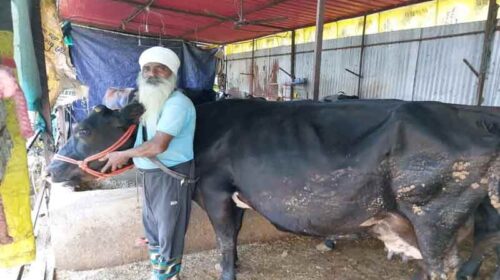 HP News: डेयरी व्यवसाय ने बदली विजय कुमार की किस्मत! 20 पशुओं की डेयरी से प्रतिमाह कमा रहे 1.10 लाख