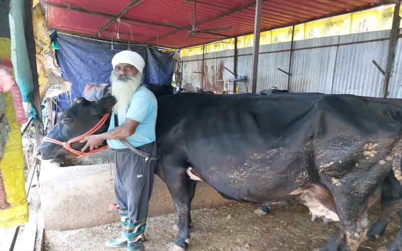 HP News: डेयरी व्यवसाय ने बदली विजय कुमार की किस्मत! 20 पशुओं की डेयरी से प्रतिमाह कमा रहे 1.10 लाख