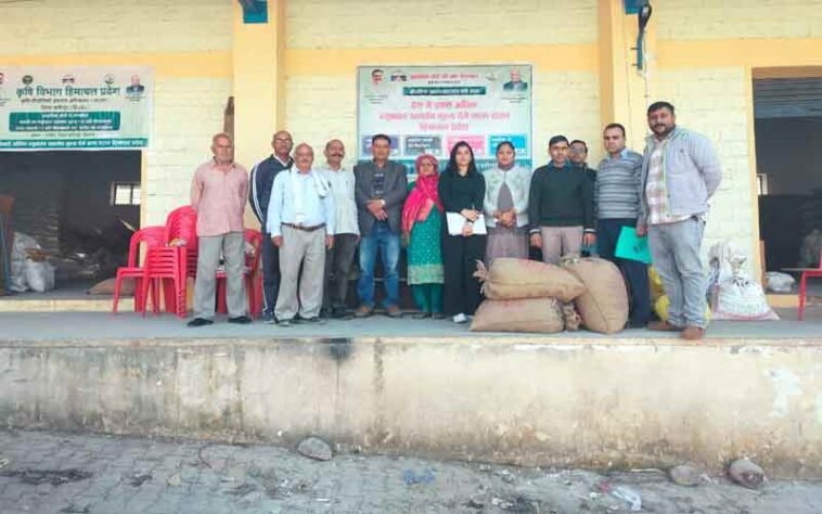 Himachal Latest News: प्राकृतिक खेती से उगाई मक्की! किसानों ने 40 रुपये प्रति किलो बेचकर की खूब कमाई