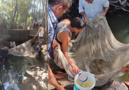 Himachal News Update: नाले में फंसी 50 हजार मछलियों के बच्चों को मत्स्य विभाग ने बचाया