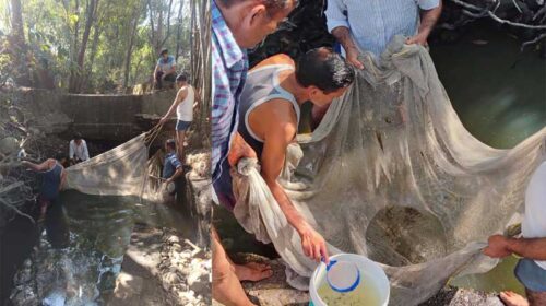 Himachal News Update: नाले में फंसी 50 हजार मछलियों के बच्चों को मत्स्य विभाग ने बचाया