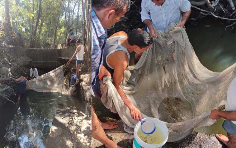 Himachal News Update: नाले में फंसी 50 हजार मछलियों के बच्चों को मत्स्य विभाग ने बचाया Himachal News Update: नाले में फंसी 50 हजार मछलियों के बच्चों को मत्स्य विभाग ने बचाया