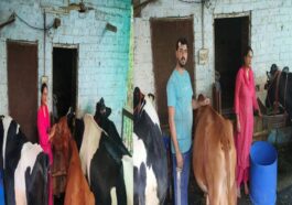 HP News: टीजीटी साइंस से डेयरी उद्यमी तक का सफर! सोनिका का ‘स्मार्ट वर्क’ बना प्रेरणा स्रोत, हर माह कमा रही 1.10 लाख