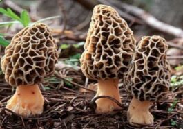 Himachal Latest News: हर कोई चख सकेगा गुच्छी का स्वाद! अब ग्रीन हाउस में उगेगी, DMR ने तैयार किया बीज