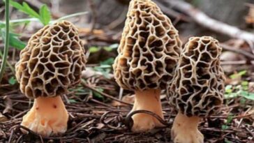 Himachal Latest News: हर कोई चख सकेगा गुच्छी का स्वाद! अब ग्रीन हाउस में उगेगी, DMR ने तैयार किया बीज