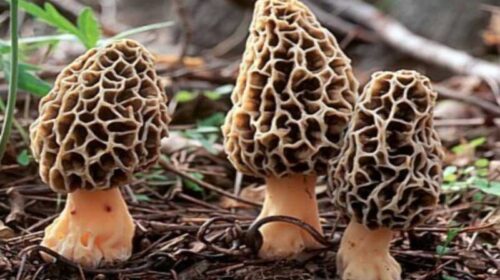 Himachal Latest News: हर कोई चख सकेगा गुच्छी का स्वाद! अब ग्रीन हाउस में उगेगी, DMR ने तैयार किया बीज