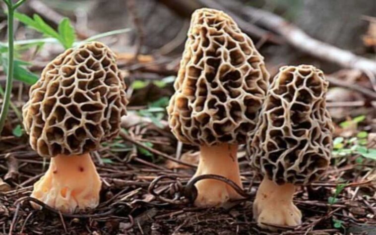 Himachal Latest News: हर कोई चख सकेगा गुच्छी का स्वाद! अब ग्रीन हाउस में उगेगी, DMR ने तैयार किया बीज