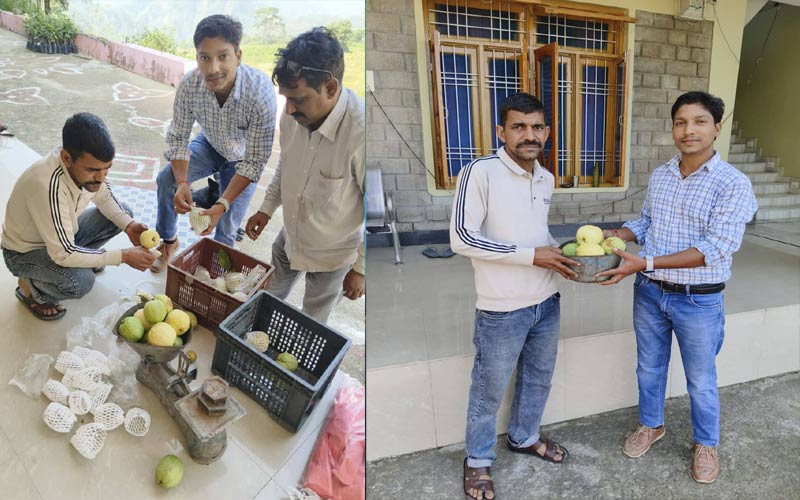 Himachal News: अमरूद की फसल से बढ़ी हिमाचल के जीवन कुमार की आय! अभी तक कमाए 30 हजार रुपए