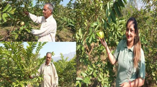 HP News: हिमाचल में ‘एचपी शिवा’ की बहार! अमरूद की खेती से लाखों कमा रहे किसान HP News: हिमाचल में ‘एचपी शिवा’ की बहार! अमरूद की खेती से लाखों कमा रहे किसान