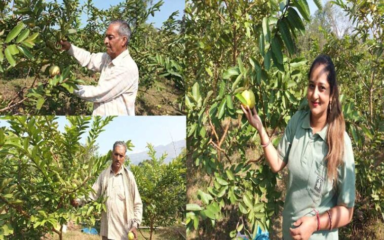 HP News: हिमाचल में ‘एचपी शिवा’ की बहार! अमरूद की खेती से लाखों कमा रहे किसान HP News: हिमाचल में ‘एचपी शिवा’ की बहार! अमरूद की खेती से लाखों कमा रहे किसान