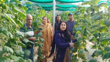 Himachal News Update: पाॅलीहाउस में सब्जियां उगाकर 3 लाख रुपये तक का मुनाफ़ा कमा रहे हिमाचल के किसान