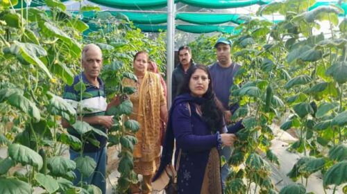 Himachal News Update: पाॅलीहाउस में सब्जियां उगाकर 3 लाख रुपये तक का मुनाफ़ा कमा रहे हिमाचल के किसान