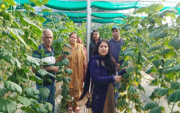 Himachal News Update: पाॅलीहाउस में सब्जियां उगाकर 3 लाख रुपये तक का मुनाफ़ा कमा रहे हिमाचल के किसान