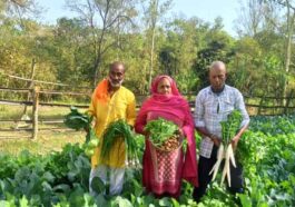 Himachal News : सब्जियों को बेचकर तीन लाख रुपये तक का मुनाफा कमा रहे कमल किशोर और कुसुम लता