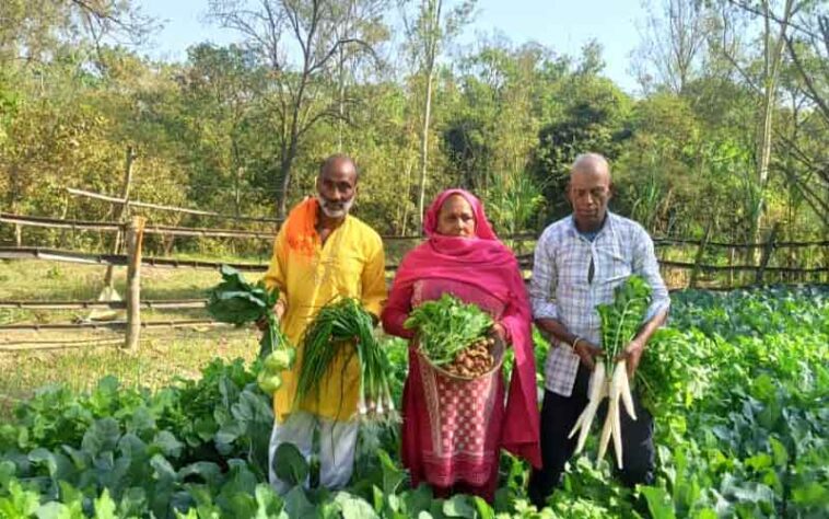 Himachal News : सब्जियों को बेचकर तीन लाख रुपये तक का मुनाफा कमा रहे कमल किशोर और कुसुम लता Himachal News : सब्जियों को बेचकर तीन लाख रुपये तक का मुनाफा कमा रहे कमल किशोर और कुसुम लता