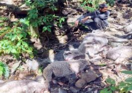 Himachal News Update: हिमाचल में तेंदुए का आतंक! भेड़-बकरियों के झुंड पर किया हमला, 52 की मौत