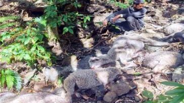 Himachal News Update: हिमाचल में तेंदुए का आतंक! भेड़-बकरियों के झुंड पर किया हमला, 52 की मौत