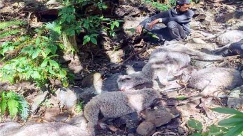 Himachal News Update: हिमाचल में तेंदुए का आतंक! भेड़-बकरियों के झुंड पर किया हमला, 52 की मौत