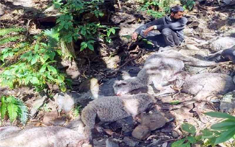 Himachal News Update: हिमाचल में तेंदुए का आतंक! भेड़-बकरियों के झुंड पर किया हमला, 52 की मौत