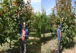 HP News: जापानी फल की खेती कर तगड़ा मुनाफ़ा कमा रहा मदन लाल! इस साल 1406 मीट्रिक टन उत्पादन का अनुमान