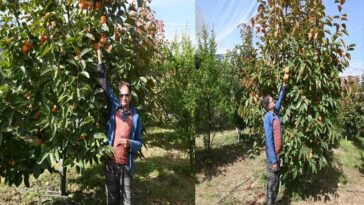 HP News: जापानी फल की खेती कर तगड़ा मुनाफ़ा कमा रहा मदन लाल! इस साल 1406 मीट्रिक टन उत्पादन का अनुमान