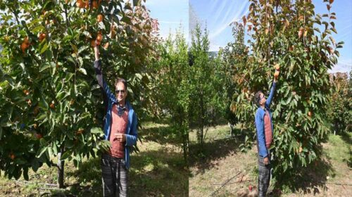 HP News: जापानी फल की खेती कर तगड़ा मुनाफ़ा कमा रहा मदन लाल! इस साल 1406 मीट्रिक टन उत्पादन का अनुमान