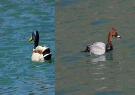 Himachal News: कूपा डैम सांगला वैली में प्रवासी पक्षियों ने जमाया डेरा! अभी तक पहुंचे 15 से 20 प्रजातियों के परिंदे