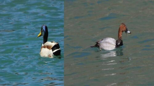 Himachal News: कूपा डैम सांगला वैली में प्रवासी पक्षियों ने जमाया डेरा! अभी तक पहुंचे 15 से 20 प्रजातियों के परिंदे