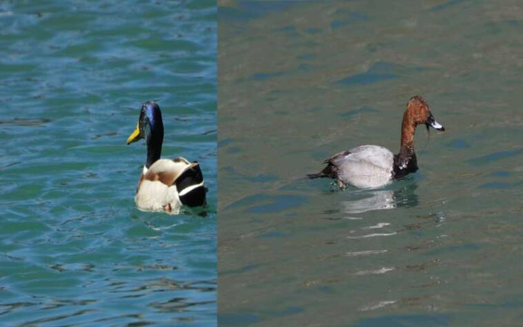 Himachal News: कूपा डैम सांगला वैली में प्रवासी पक्षियों ने जमाया डेरा! अभी तक पहुंचे 15 से 20 प्रजातियों के परिंदे