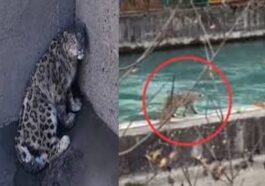 Snow Leopard: बांध के हॉपर में फंसा हिम तेंदुआ! सुरक्षित निकाला, पांच घंटे चला रेस्क्यू ऑपरेशन