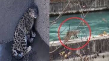 Snow Leopard: बांध के हॉपर में फंसा हिम तेंदुआ! सुरक्षित निकाला, पांच घंटे चला रेस्क्यू ऑपरेशन