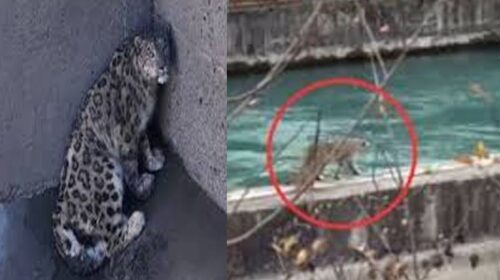 Snow Leopard: बांध के हॉपर में फंसा हिम तेंदुआ! सुरक्षित निकाला, पांच घंटे चला रेस्क्यू ऑपरेशन