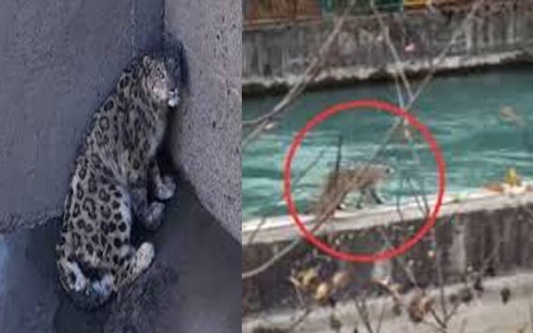 Snow Leopard: बांध के हॉपर में फंसा हिम तेंदुआ! सुरक्षित निकाला, पांच घंटे चला रेस्क्यू ऑपरेशन