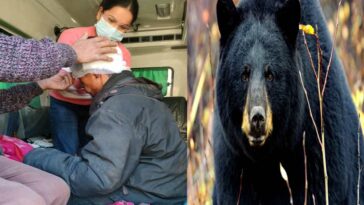 Bear Attack: भेड़-बकरियां चराने जंगल गए युवक पर भालू का हमला! बुरी तरह जख्मी