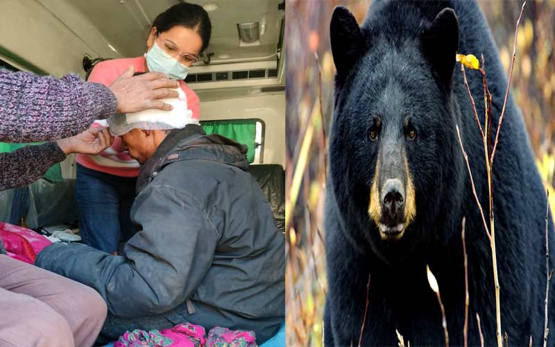 Bear Attack: भेड़-बकरियां चराने जंगल गए युवक पर भालू का हमला! बुरी तरह जख्मी