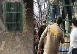 Himachal Latest News: पालतू मवेशियों को मौत के घाट उतारने वाला भालू पिंजरे में कैद! वन विभाग ने जंगल में छोड़ा