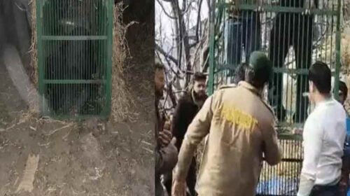 Himachal Latest News: पालतू मवेशियों को मौत के घाट उतारने वाला भालू पिंजरे में कैद! वन विभाग ने जंगल में छोड़ा Himachal Latest News: पालतू मवेशियों को मौत के घाट उतारने वाला भालू पिंजरे में कैद! वन विभाग ने जंगल में छोड़ा