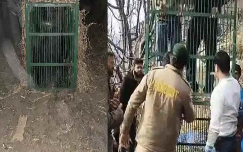 Himachal Latest News: पालतू मवेशियों को मौत के घाट उतारने वाला भालू पिंजरे में कैद! वन विभाग ने जंगल में छोड़ा