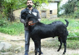 Himachal News Update: 95 हज़ार रूपए में बिका बीटल नस्ल का बकरा! पंजाब के व्यापारी ने खरीदा