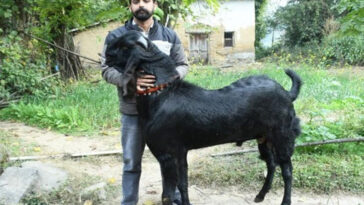 Himachal News Update: 95 हज़ार रूपए में बिका बीटल नस्ल का बकरा! पंजाब के व्यापारी ने खरीदा