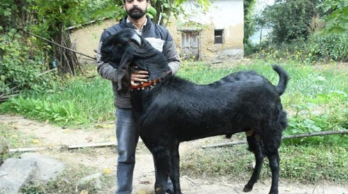Himachal News Update: 95 हज़ार रूपए में बिका बीटल नस्ल का बकरा! पंजाब के व्यापारी ने खरीदा