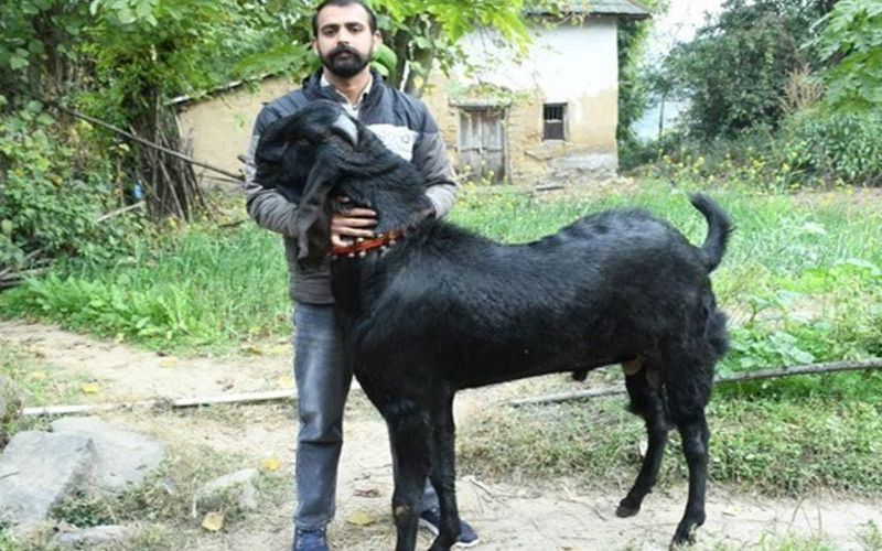 Himachal News Update: 95 हज़ार रूपए में बिका बीटल नस्ल का बकरा! पंजाब के व्यापारी ने खरीदा