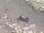 Accident In Himachal: सड़क से लुढ़क कर खड्ड में गिरी बाइक! 25 वर्षीय युवक ने मौके पर तोड़ा दम