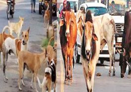 Himachal News Update: बेसहारा पशुओं और कुत्तों पर नकेल कसने की तैयारी! एनिमल बर्थ कंट्रोल सेंटर होगा स्थापित