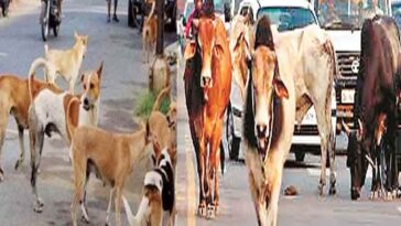 Himachal News Update: बेसहारा पशुओं और कुत्तों पर नकेल कसने की तैयारी! एनिमल बर्थ कंट्रोल सेंटर होगा स्थापित