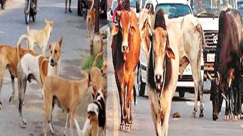 Himachal News Update: बेसहारा पशुओं और कुत्तों पर नकेल कसने की तैयारी! एनिमल बर्थ कंट्रोल सेंटर होगा स्थापित Himachal News Update: बेसहारा पशुओं और कुत्तों पर नकेल कसने की तैयारी! एनिमल बर्थ कंट्रोल सेंटर होगा स्थापित