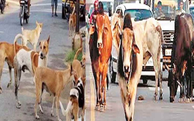 Himachal News Update: बेसहारा पशुओं और कुत्तों पर नकेल कसने की तैयारी! एनिमल बर्थ कंट्रोल सेंटर होगा स्थापित