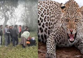 हिमाचल में आदमखोर तेंदुए का आतंक: छह लोगों पर किया हमला! एक ने गवाई जान, पांच अस्पताल में भर्ती