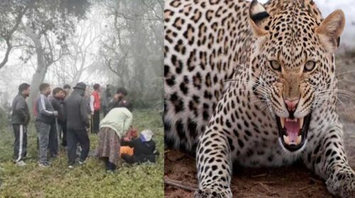 हिमाचल में आदमखोर तेंदुए का आतंक: छह लोगों पर किया हमला! एक ने गवाई जान, पांच अस्पताल में भर्ती